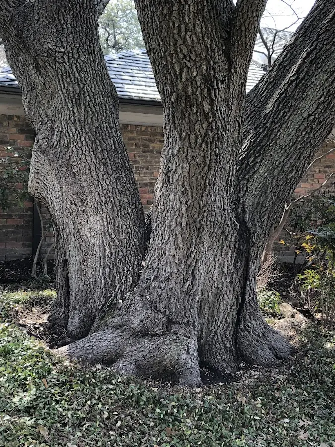 Mature heritage tree close to a Meadow Grove property cared for by certified arborists